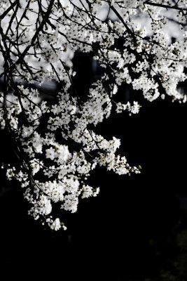 White Spring Blossoms