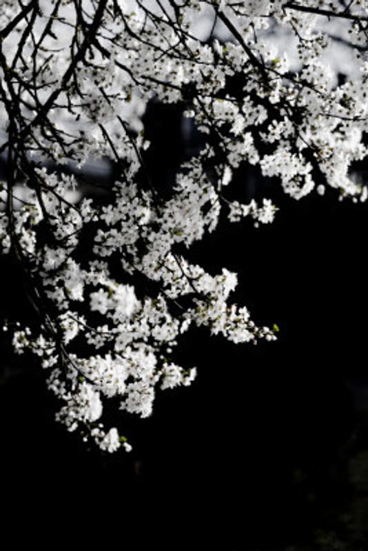 White Spring Blossoms