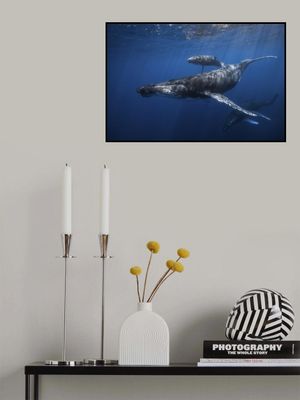 Humpback whale family's