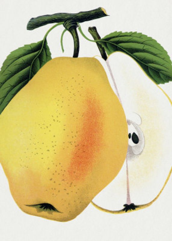 Kiefer's Hybrid Pear Lithograph