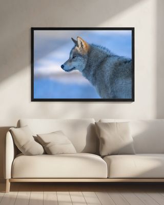 A vigilant Wolf