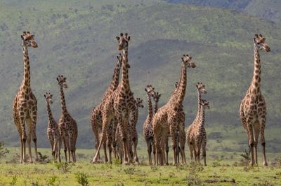 Giraff family