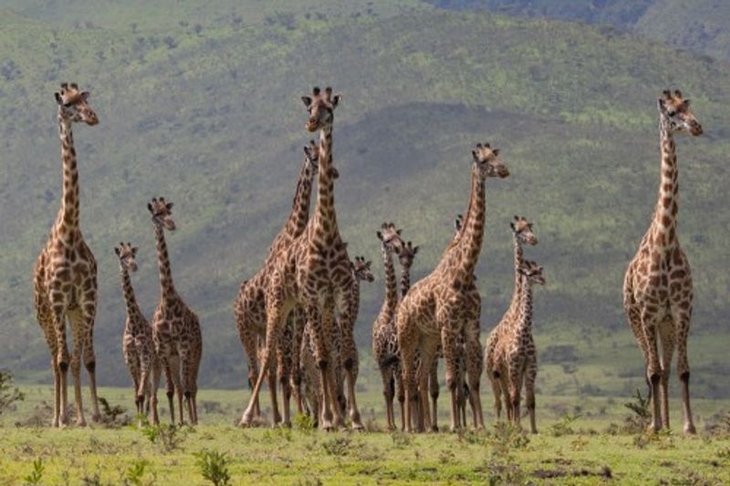 Giraff family