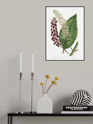 Phytolacca Decandra 1806 Flower Garden Displayed By Francis Sansom