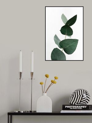 Eucalyptus 4 A1