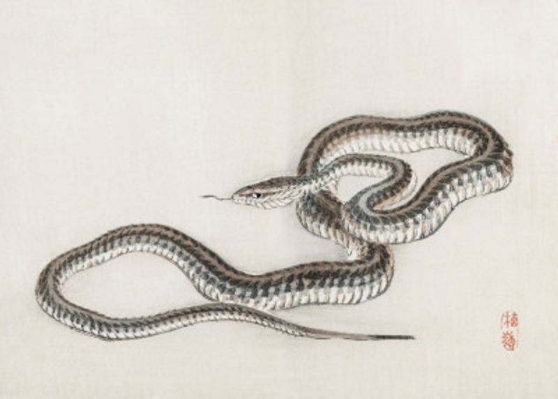 Snake By Kōno Bairei (1844 1895)
