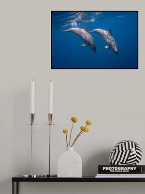 Two bottlenose dolphins