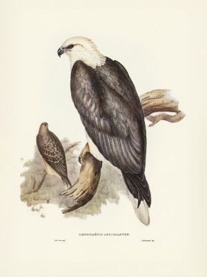 White Bellied Sea Eagle