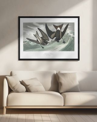 Fork Tailed Petrel From Birds of America (1827)