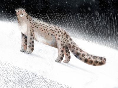 Snow Leopard