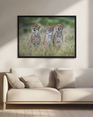 Cheetah cubs
