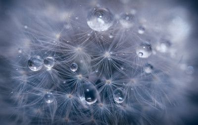 Water droplets in dandelion