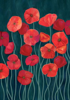 Red poppies