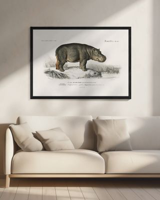 Hippopotamus