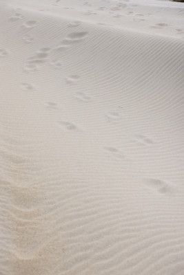 Footprints in Soft Sand