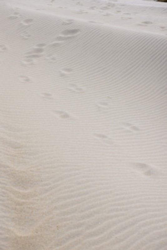 Footprints in Soft Sand