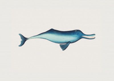 Gangetic Dolphin