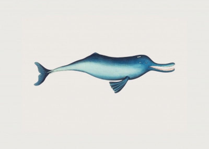 Gangetic Dolphin