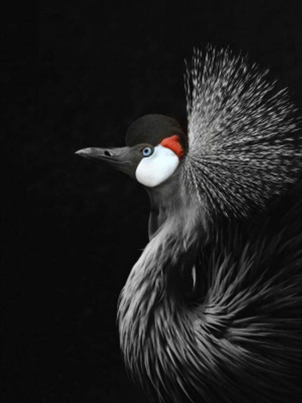 Black Crowned Crane