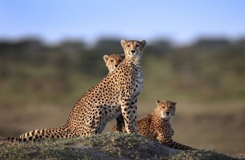 Cheetahs Family
