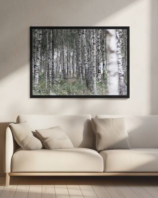 Birch Trees 20