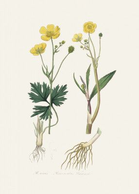 Lesser Spearwort (ranunculus Flammula) Medical Botany