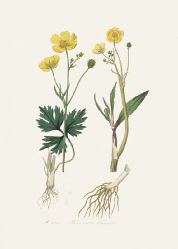 Lesser Spearwort (ranunculus Flammula) Medical Botany