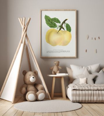 Yellow Transparent Apple Lithograph
