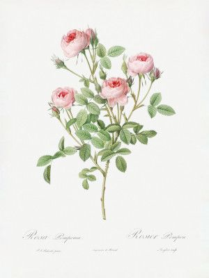 Burgundian Rose, Les Roses (1817–1824)