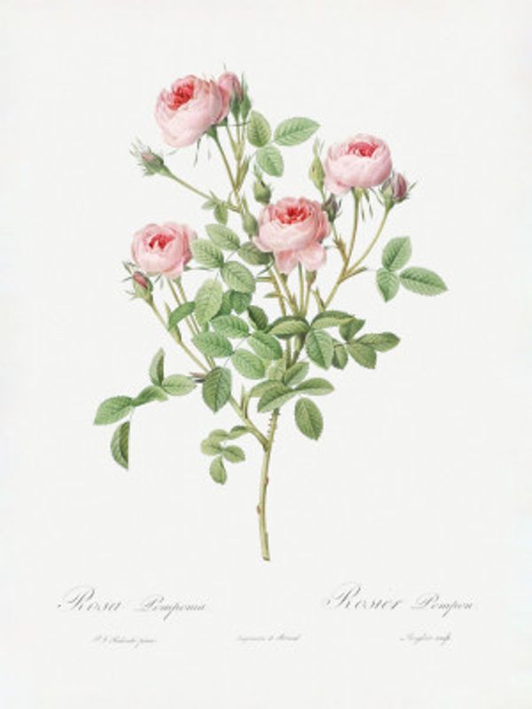 Burgundian Rose, Les Roses (1817–1824)
