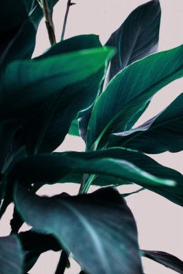 Elegance Of Tropical Leaves