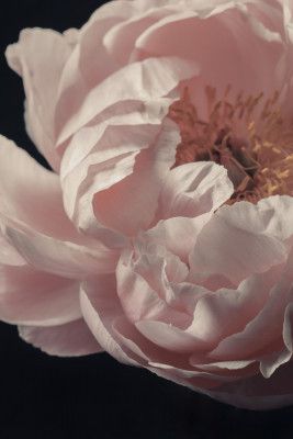 Coral Peony Flower Closeup
