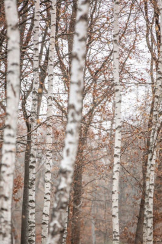 Birch Trees 6