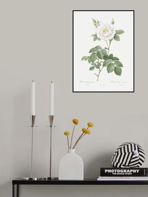 Rosa Alba Flore Pleno, Les Roses (1817–1824)