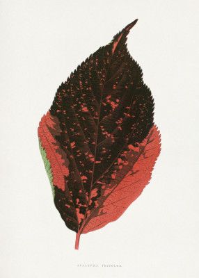 Acalypha Tricolor Leaf Illustration