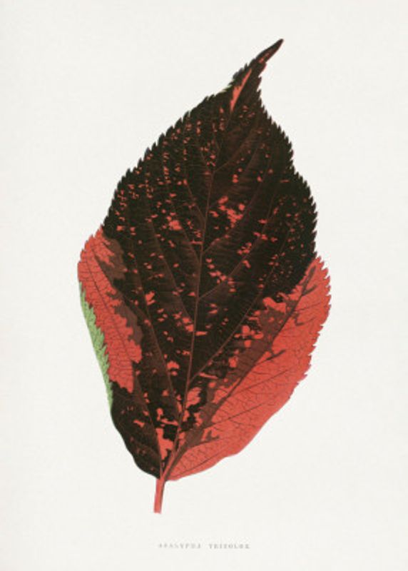 Acalypha Tricolor Leaf Illustration