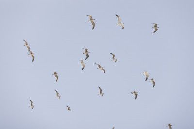 Seagulls In Flight