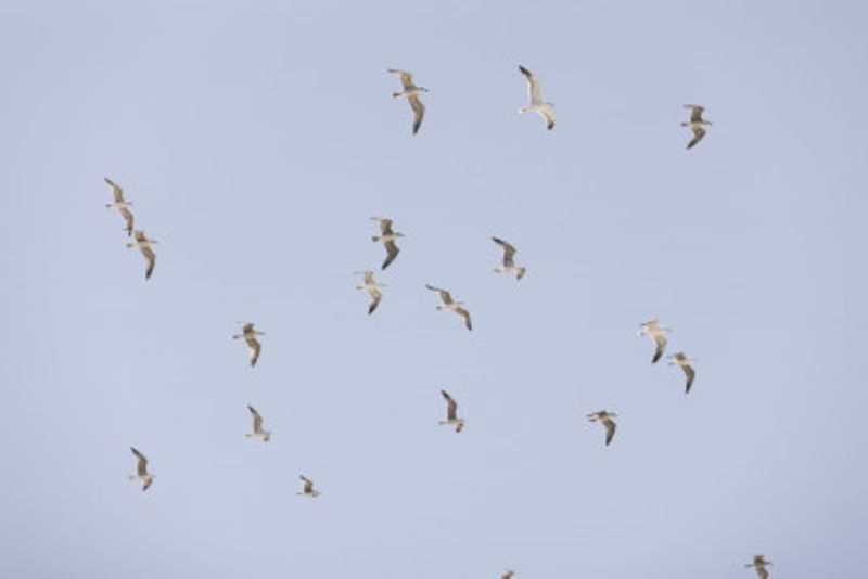 Seagulls In Flight
