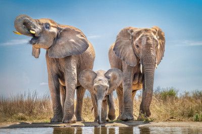 Eye level pachyderms