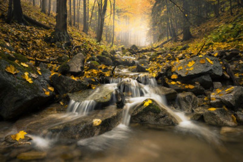 Autum Stream
