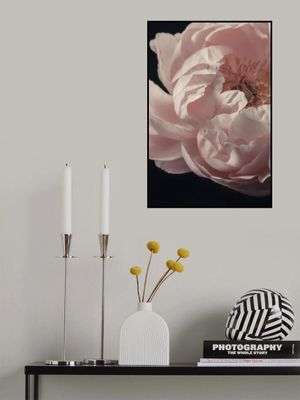 Coral Peony Flower Closeup