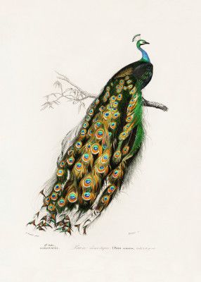 Indian Peafowl Peacock