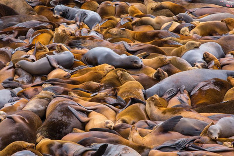 Sea of lions