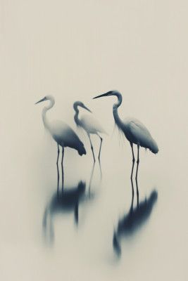 Ethereal Egrets