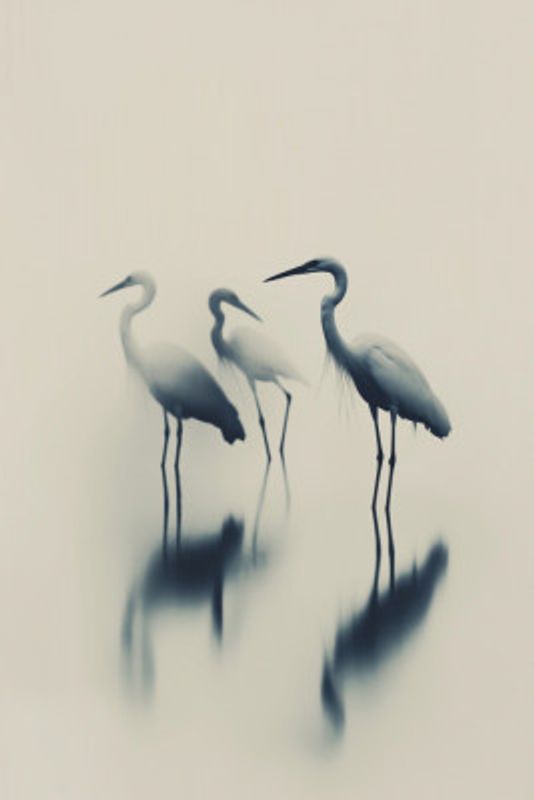 Ethereal Egrets