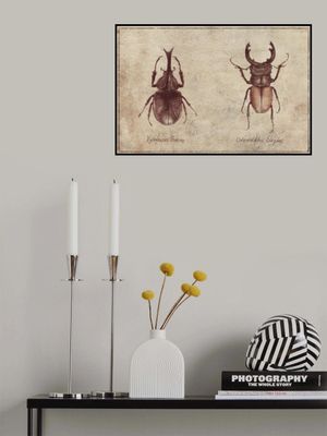 Beetle Illustrations