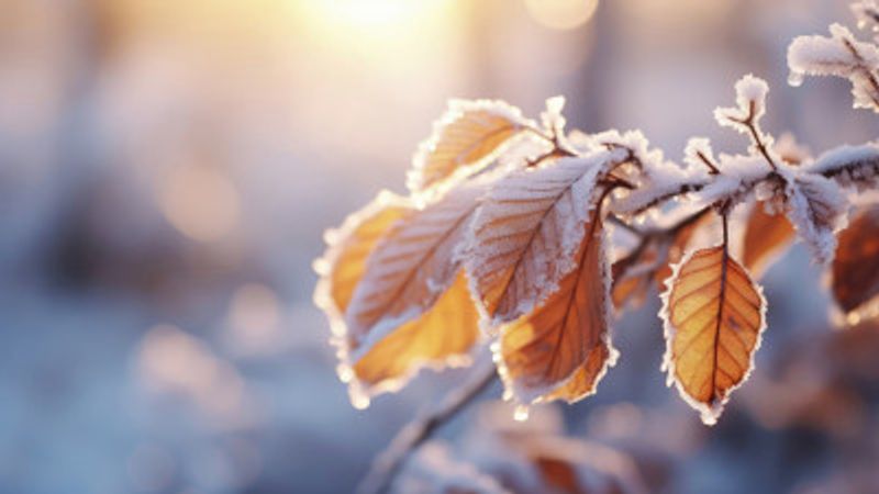 Frost-Kissed Leaves
