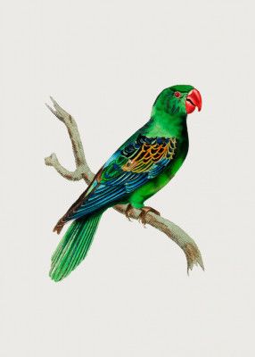 Great Billed Parrot