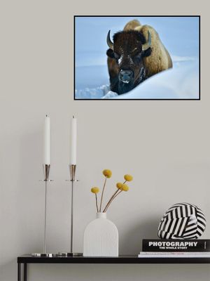 WINTER BISON