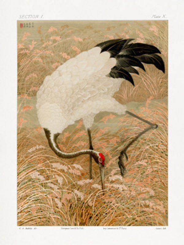 Sarus Crane In Rice Field